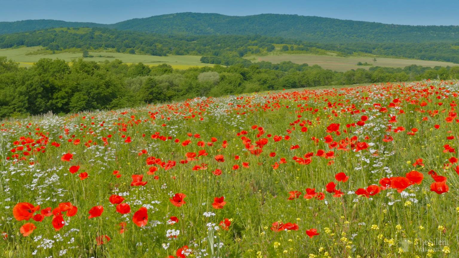 a field of poppies